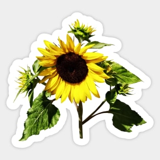 Sunflower Taking a Bow Sticker